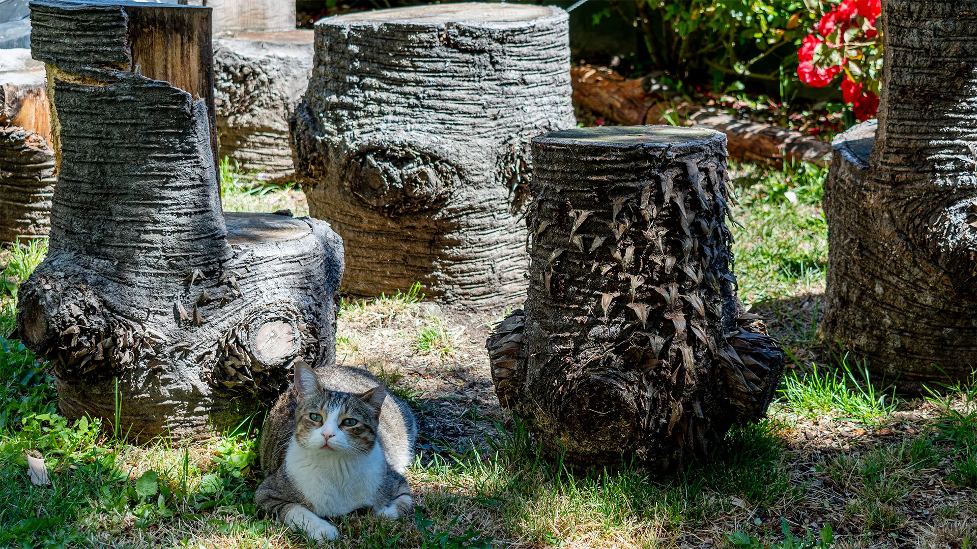 Fotografía del jardín de Lake Inn